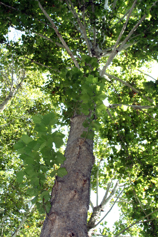 Изображение особи Platanus occidentalis.