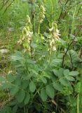 Astragalus frigidus