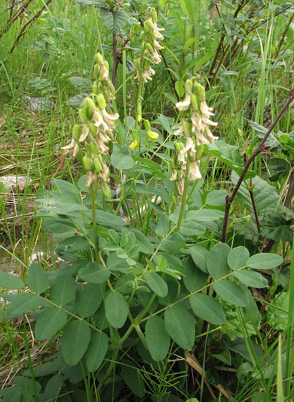 Изображение особи Astragalus frigidus.