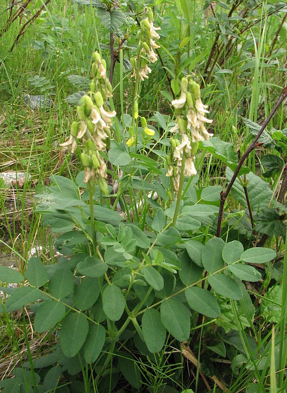 Изображение особи Astragalus frigidus.