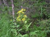 Senecio nemorensis