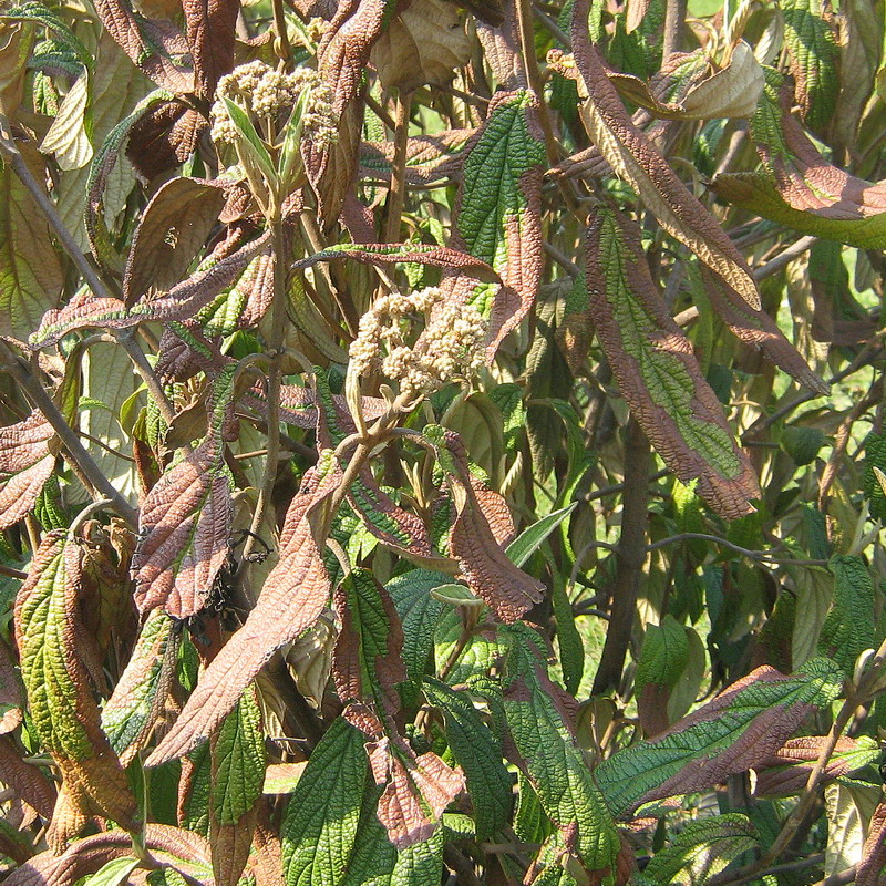 Image of Viburnum rhytidophyllum specimen.