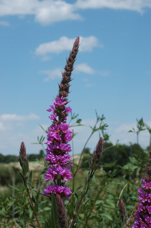 Изображение особи Lythrum salicaria.