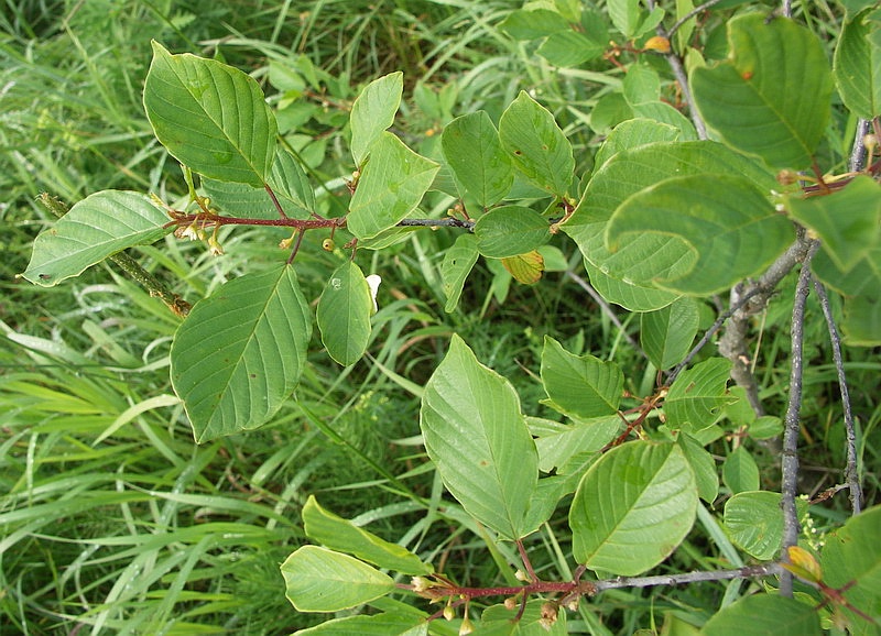 Изображение особи Frangula alnus.
