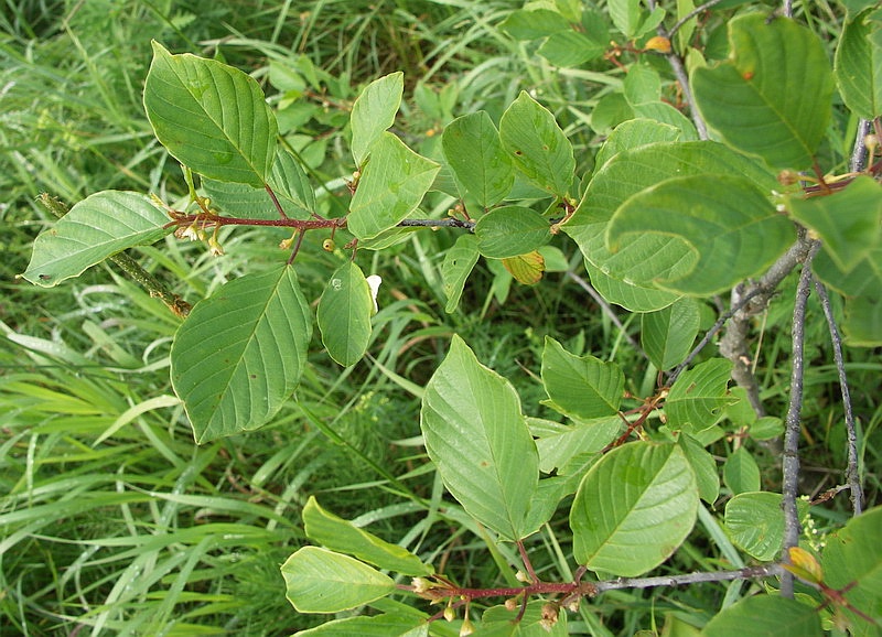 Image of Frangula alnus specimen.