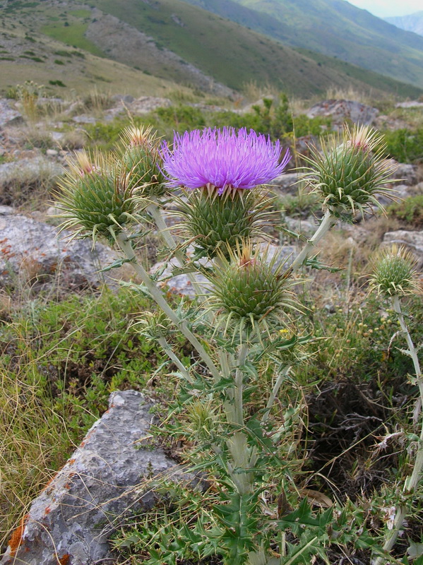 Image of Olgaea pectinata specimen.