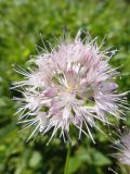 Allium splendens