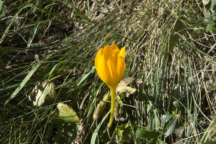 Изображение особи Crocus scharojanii.