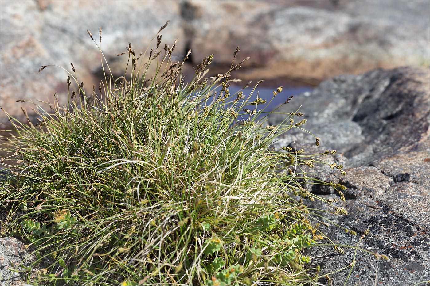 Изображение особи Carex glareosa.