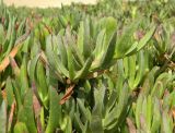 Carpobrotus edulis