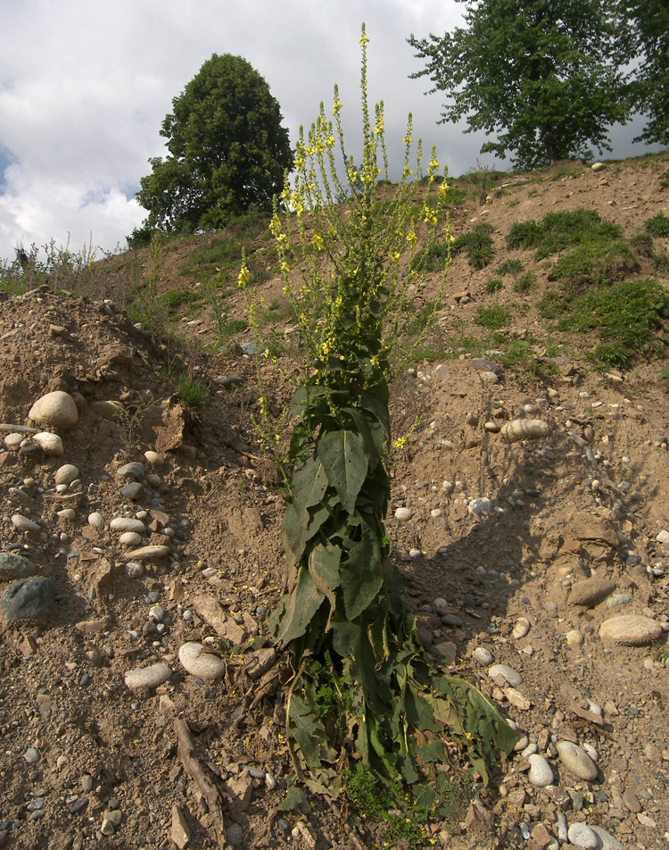 Изображение особи Verbascum pyramidatum.