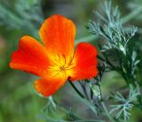Eschscholzia californica. Цветок. Московская обл., Раменский р-н, окр. дер. Хрипань, садовый участок. 03.08.2015.