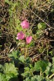 Sidalcea malviflora