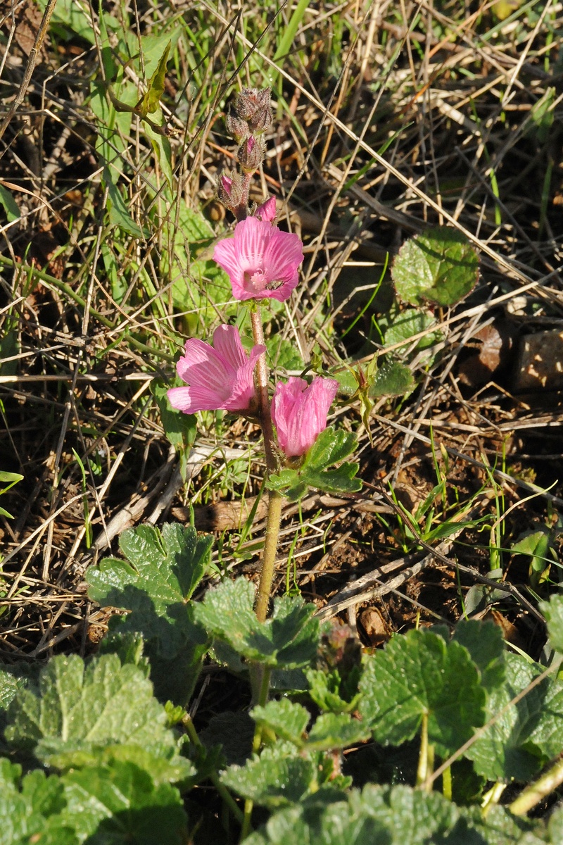 Image of Sidalcea malviflora specimen.
