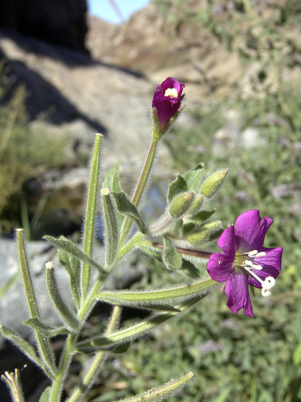 Image of Epilobium villosum specimen.