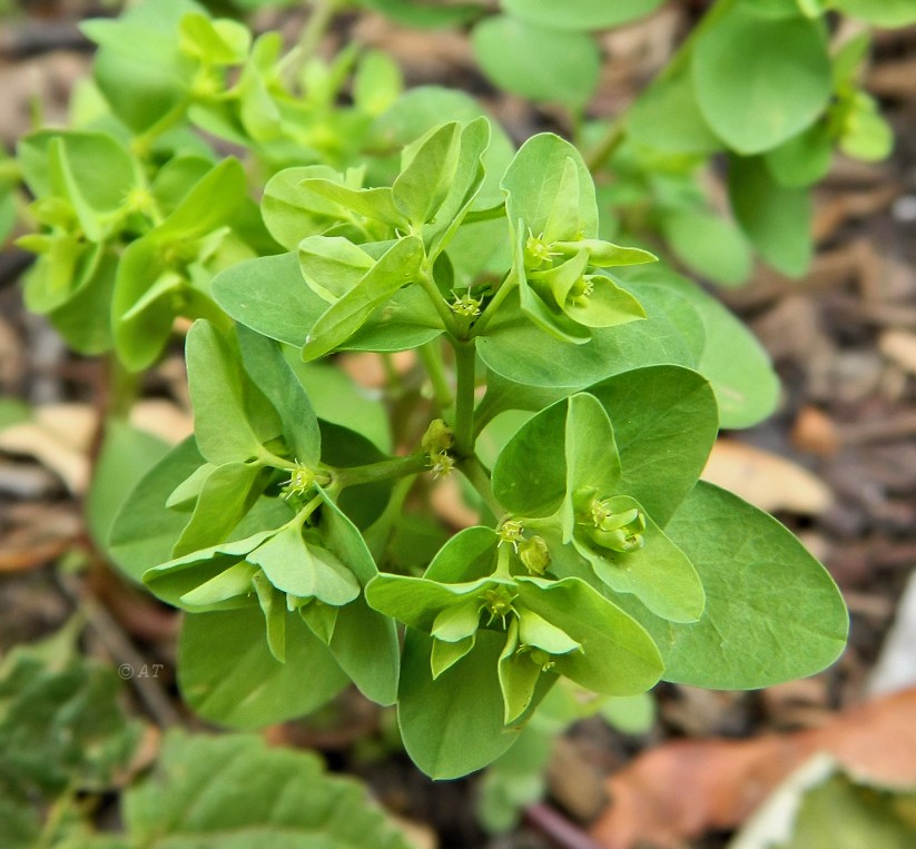 Яровые сорняки. Молочай огородный. Euphorbia peplus.