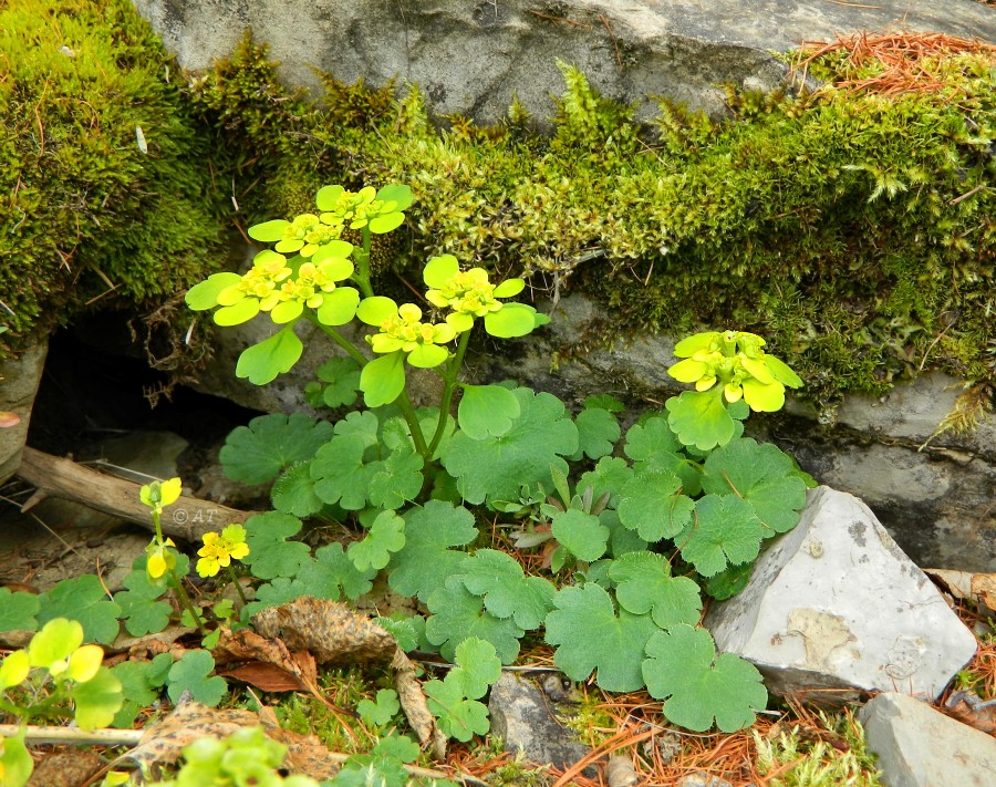 Image of Chrysosplenium sibiricum specimen.