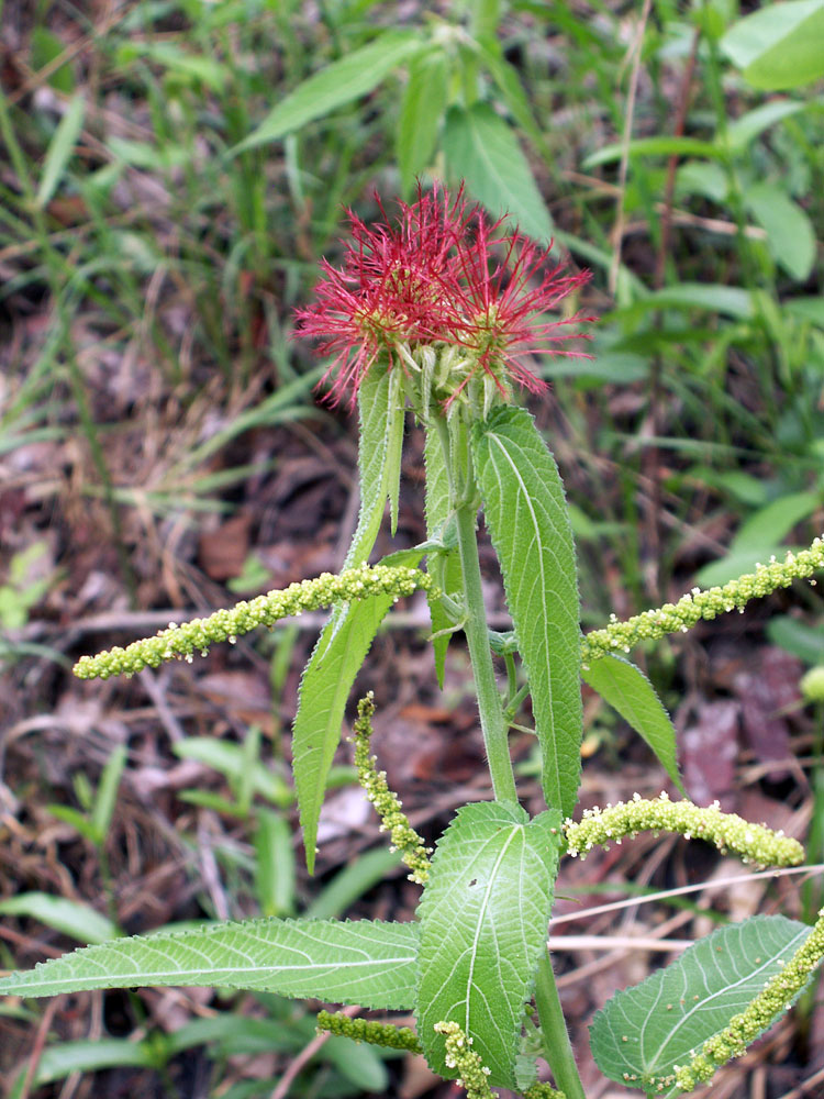 Изображение особи Acalypha villicaulis.