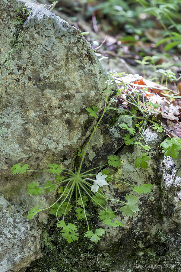 Изображение особи Saxifraga irrigua.