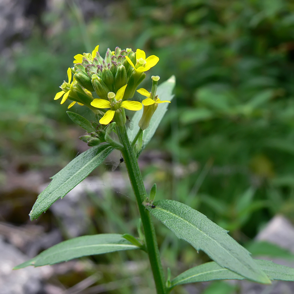 Изображение особи Erysimum hieraciifolium.