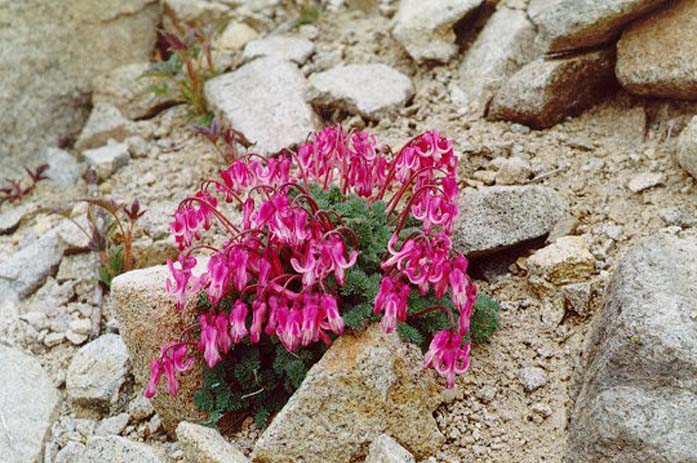 Изображение особи Dicentra peregrina.