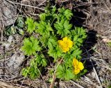 Trollius ranunculinus