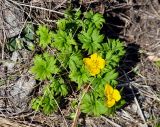 Trollius ranunculinus. Цветущее растение. Карачаево-Черкесия, окр. пос. Архыз, долина р. София, поляна вблизи ледника (выс. около 2000 м н.у.м.). 18.06.2015.