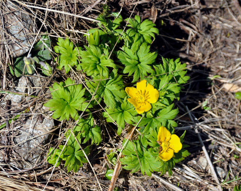 Изображение особи Trollius ranunculinus.