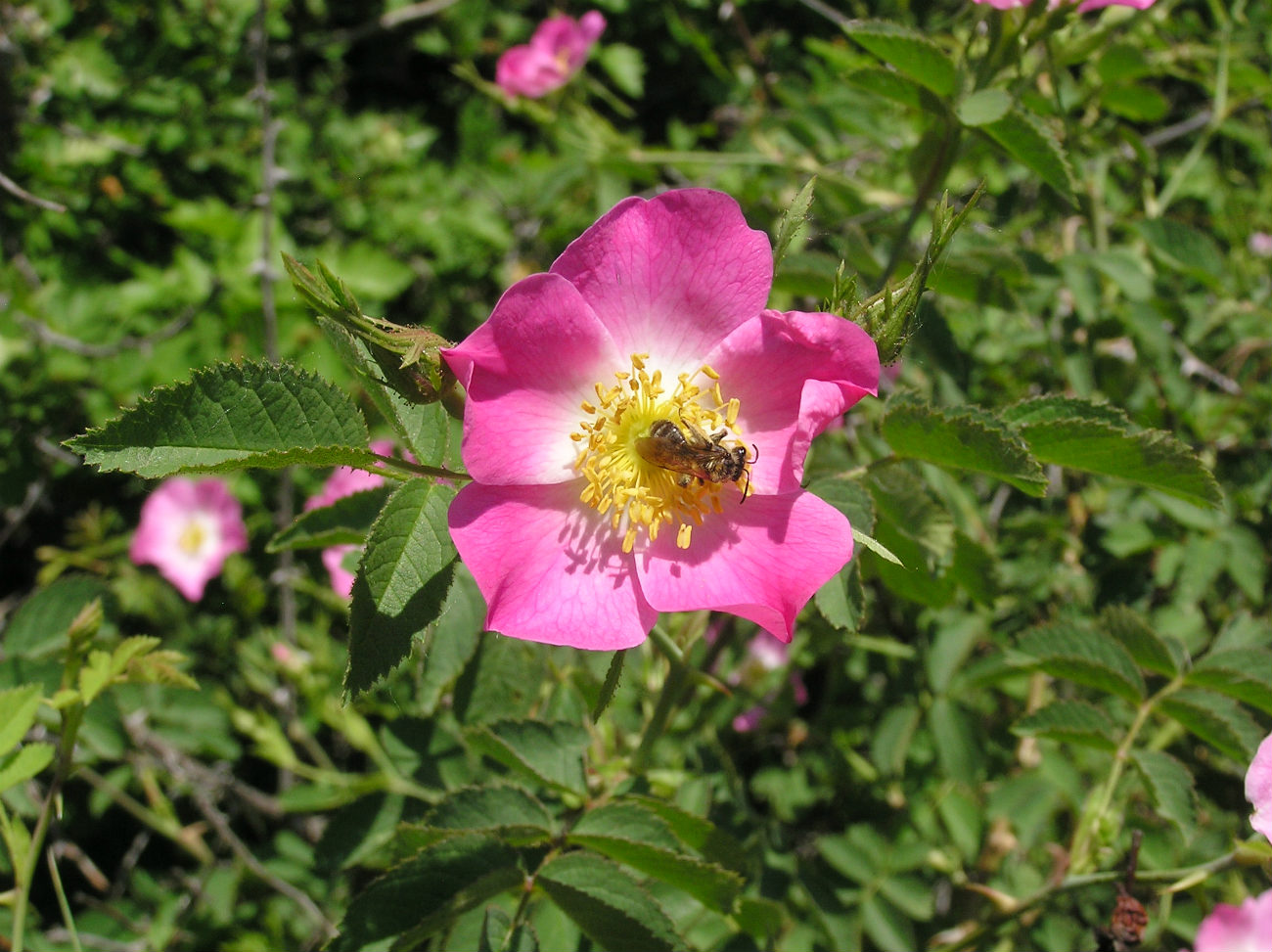 Image of genus Rosa specimen.