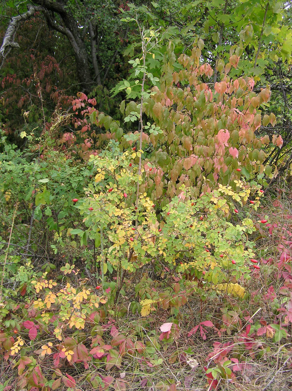 Image of genus Rosa specimen.