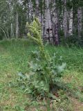 Rumex confertus. Цветущие растения. Челябинская обл., окр. г. Челябинск, Золотая горка, разнотравная поляна в берёзовом лесу. 30.06.2014.