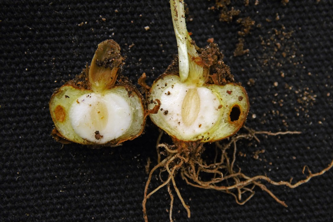 Image of Corydalis solida specimen.