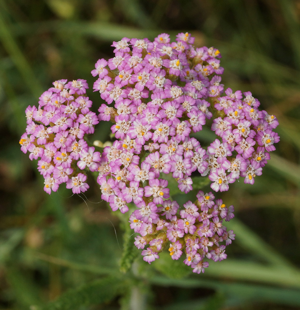 Изображение особи Achillea millefolium.