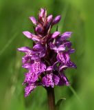 род Dactylorhiza. Соцветие. Костромская обл., Судиславский р-н, окр. дер. Антипино, опушка леса. 13.06.2015.