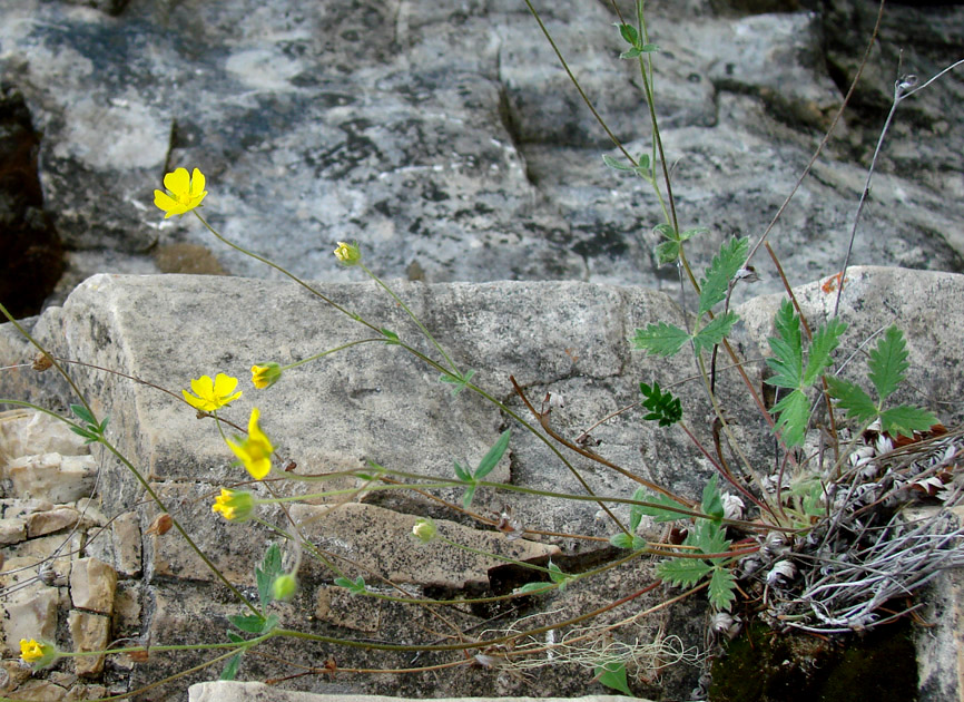 Image of Potentilla arenosa specimen.