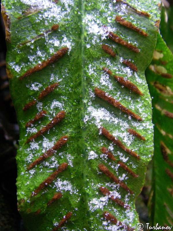 Image of Phyllitis scolopendrium specimen.
