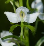 Image of taxon representative. Author is Вера Волкотруб