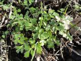 Physocaulis nodosus