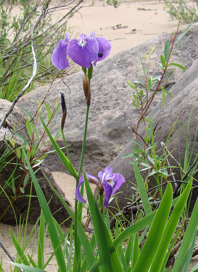 Изображение особи Iris setosa.