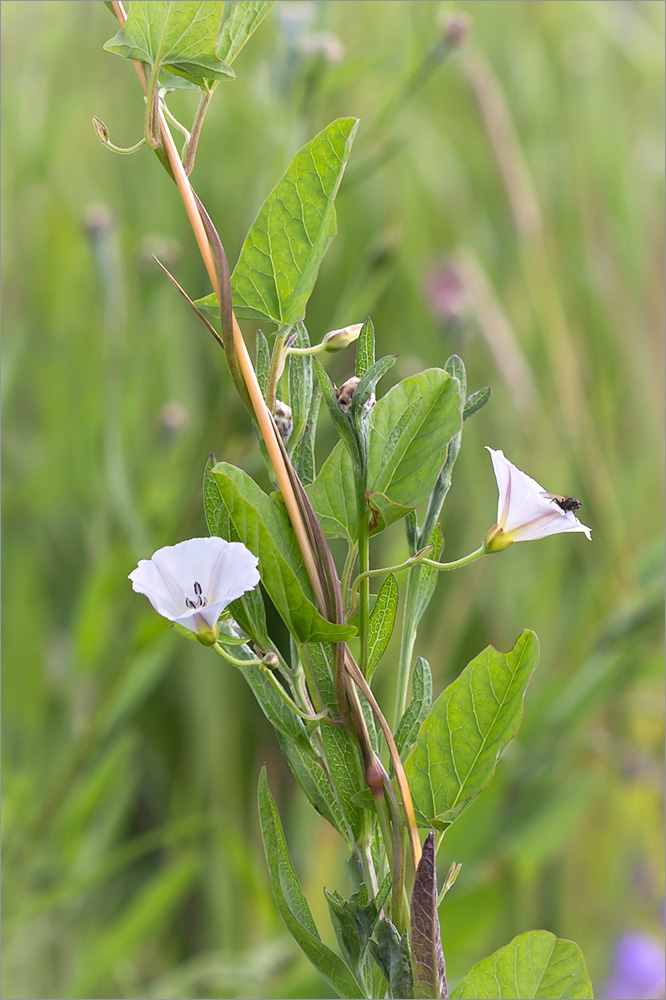 Image of Convolvulus arvensis specimen.