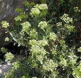 Bupleurum fruticosum. Цветущее растение. Южный Берег Крыма, ландшафтный заказник \"Мыс Айя\". Июнь 2004 г.