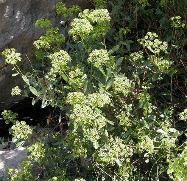 Изображение особи Bupleurum fruticosum.