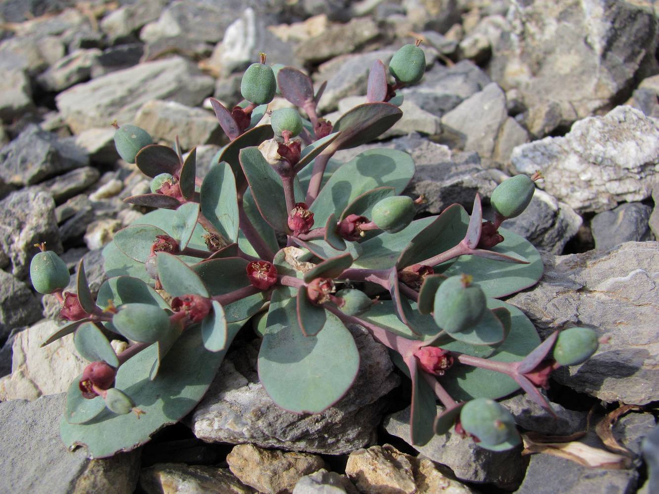 Image of Euphorbia rapulum specimen.