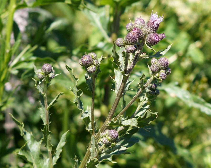 Image of Cirsium arvense specimen.