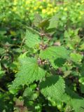 Lamium maculatum. Зацветающее растение. Украина, Киевская обл., Киево-Святошинский р-н, лесной заказник \"Жуков хутор\", дубовый лес. 17.04.2015.