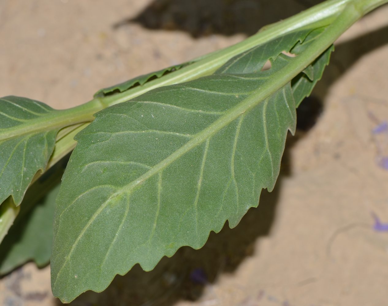 Image of Diplotaxis acris specimen.