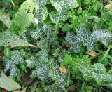 Silybum marianum