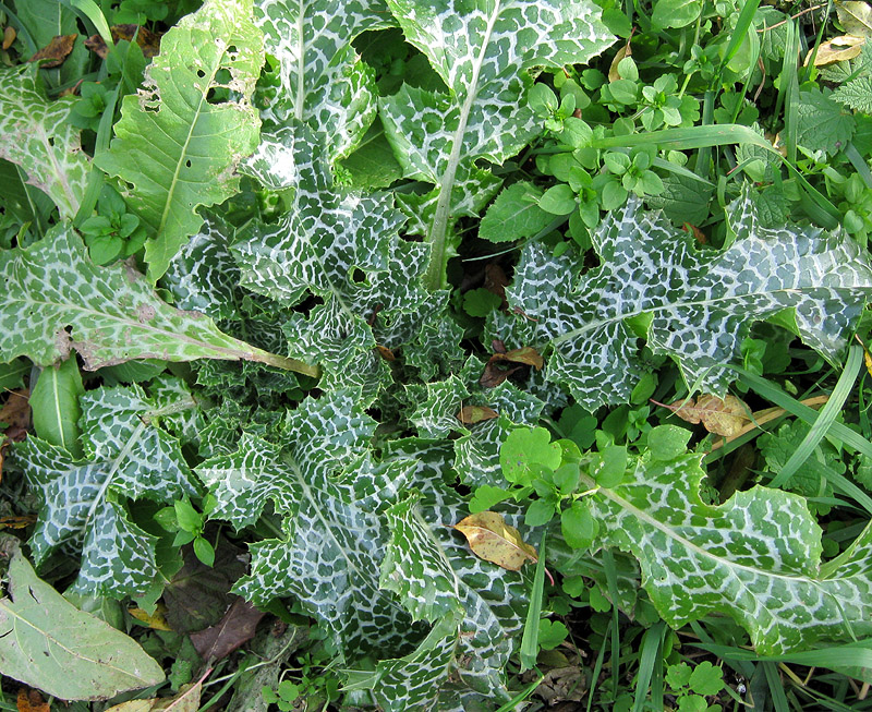 Image of Silybum marianum specimen.