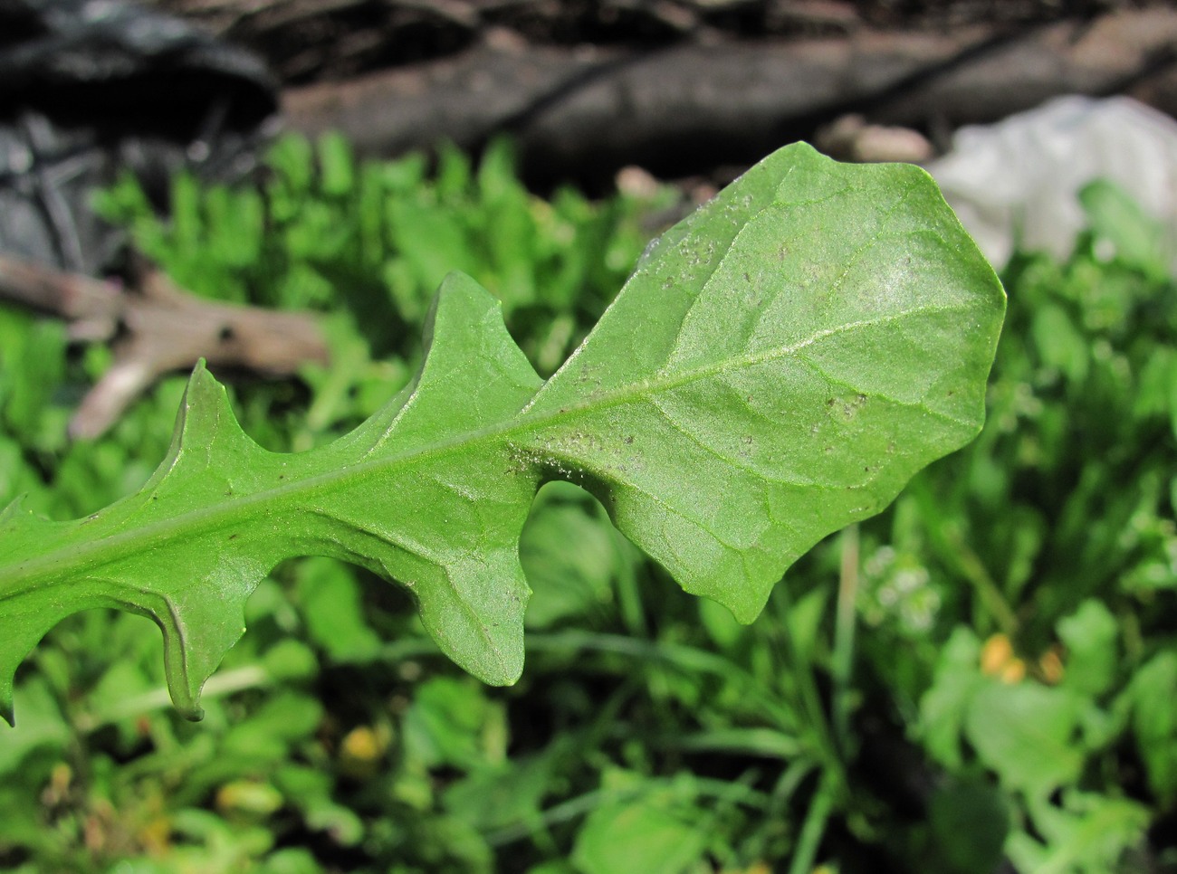 Изображение особи Calepina irregularis.