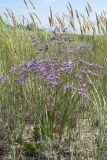 Limonium scoparium. Цветущее растение. Украина, Запорожская обл., Бердянская коса, зарастающий пляж. Август 2006 г.